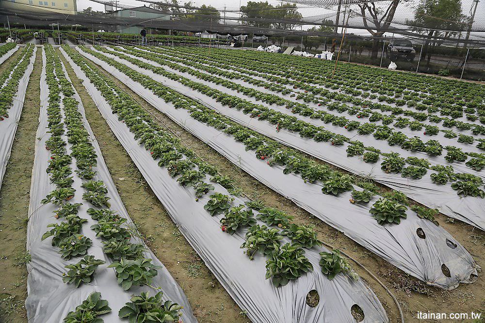 台南旅遊｜2018過年旅遊~走!我們去採草莓囉!!南科觀光草莓園｜南科高架草莓園｜台南採草莓｜新市善化草莓園｜新年旅遊走春｜草莓花束｜奶蓋草莓鮮奶 - 台南好Food遊