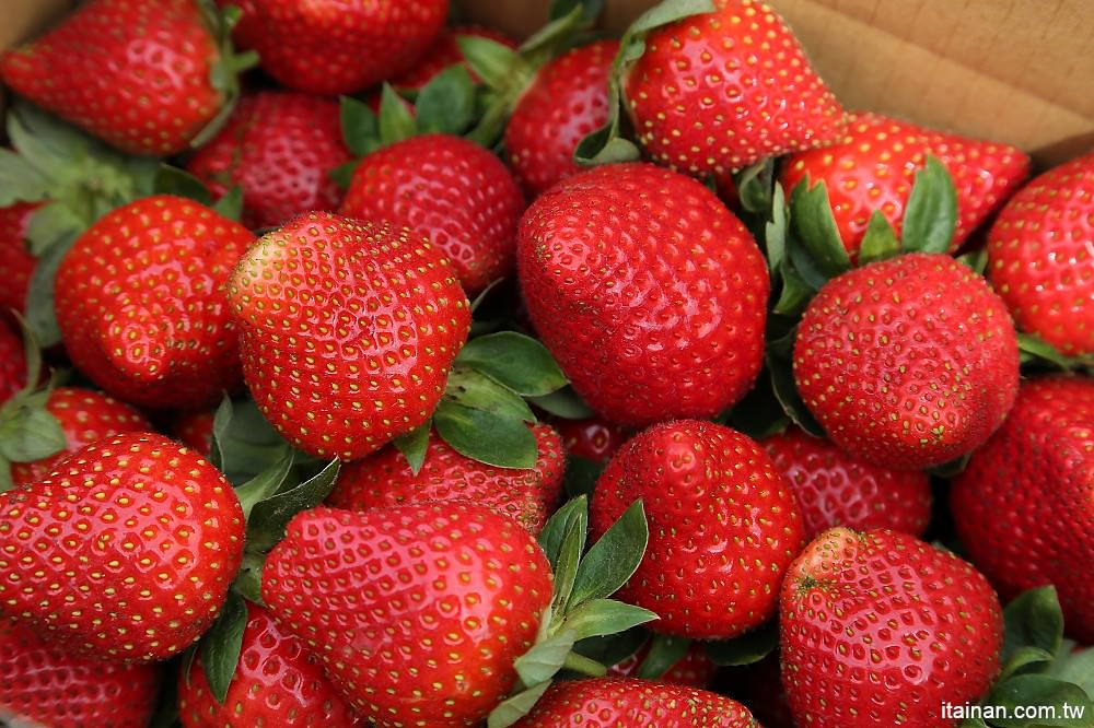 台南旅遊｜2018過年旅遊~走!我們去採草莓囉!!南科觀光草莓園｜南科高架草莓園｜台南採草莓｜新市善化草莓園｜新年旅遊走春｜草莓花束｜奶蓋草莓鮮奶 - 台南好Food遊