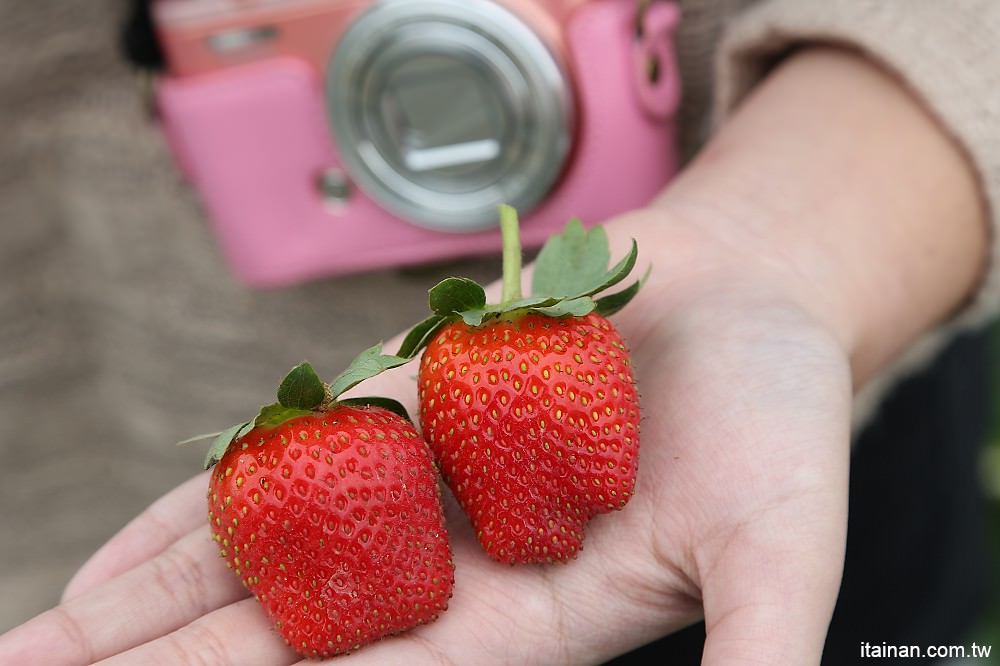 台南旅遊｜2018過年旅遊~走!我們去採草莓囉!!南科觀光草莓園｜南科高架草莓園｜台南採草莓｜新市善化草莓園｜新年旅遊走春｜草莓花束｜奶蓋草莓鮮奶 - 台南好Food遊