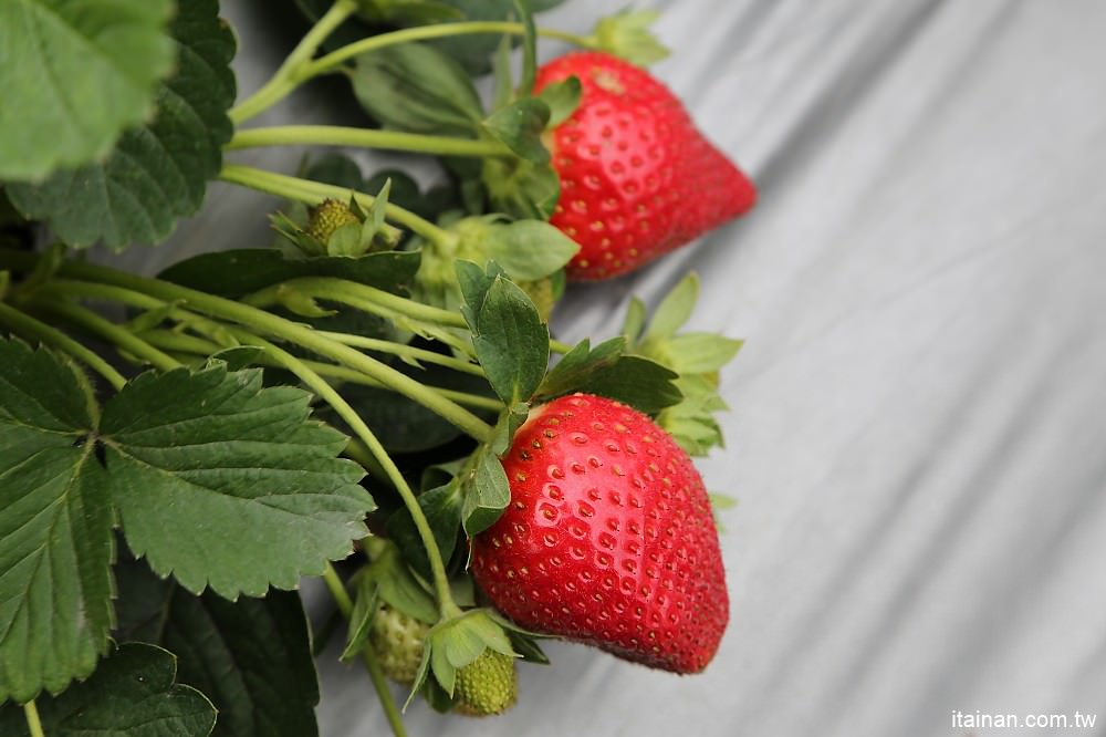 台南旅遊｜2018過年旅遊~走!我們去採草莓囉!!南科觀光草莓園｜南科高架草莓園｜台南採草莓｜新市善化草莓園｜新年旅遊走春｜草莓花束｜奶蓋草莓鮮奶 - 台南好Food遊