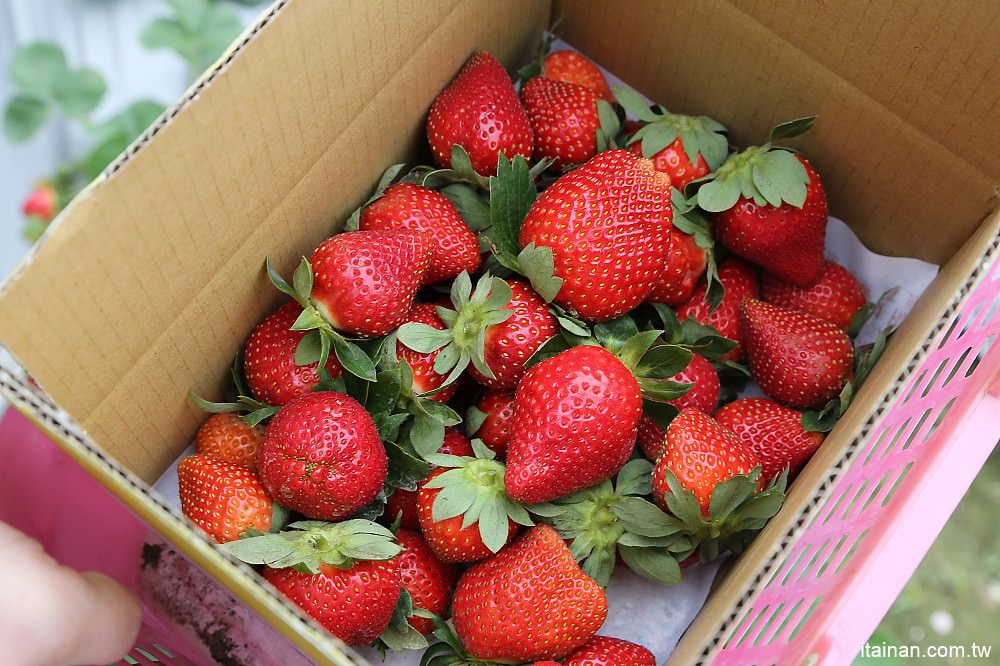 台南旅遊｜2018過年旅遊~走!我們去採草莓囉!!南科觀光草莓園｜南科高架草莓園｜台南採草莓｜新市善化草莓園｜新年旅遊走春｜草莓花束｜奶蓋草莓鮮奶 - 台南好Food遊