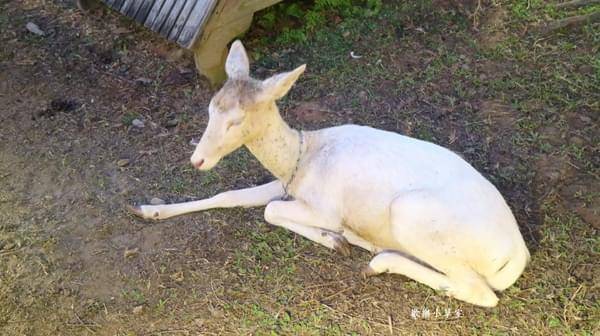 星月天空景觀餐廳：【南投景點】八卦山最高景觀餐廳，跟著動物一起賞夜景之星月天空