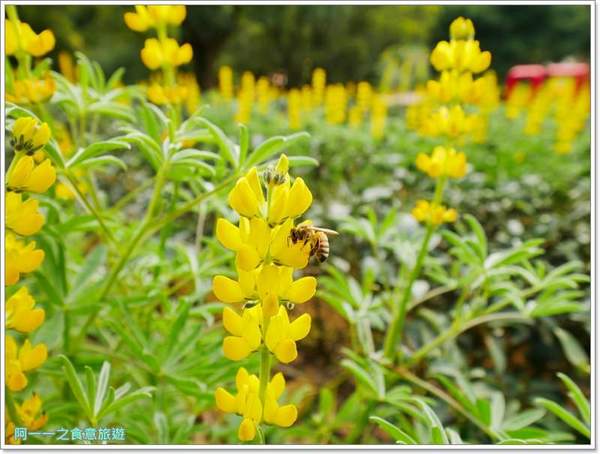 2018戀戀魯冰花：桃園龍潭大北坑社區～2018戀戀魯冰花活動， 夢幻魯冰花海