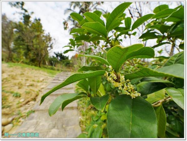 2018戀戀魯冰花：桃園龍潭大北坑社區～2018戀戀魯冰花活動， 夢幻魯冰花海