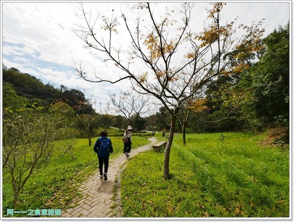 2018戀戀魯冰花：桃園龍潭大北坑社區～2018戀戀魯冰花活動， 夢幻魯冰花海