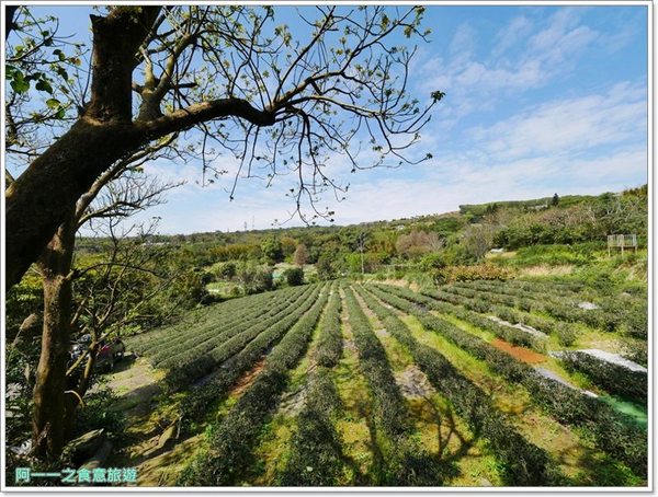 2018戀戀魯冰花：桃園龍潭大北坑社區～2018戀戀魯冰花活動， 夢幻魯冰花海