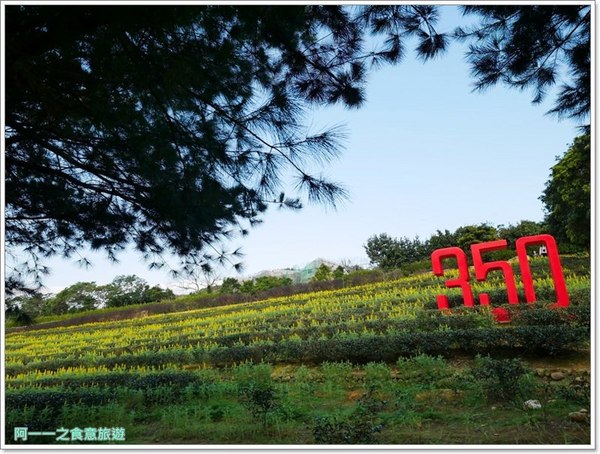 2018戀戀魯冰花：桃園龍潭大北坑社區～2018戀戀魯冰花活動， 夢幻魯冰花海