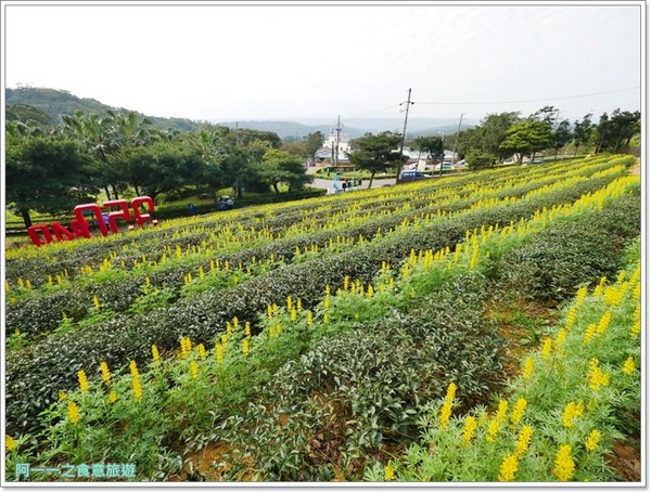 2018戀戀魯冰花：桃園龍潭大北坑社區～2018戀戀魯冰花活動， 夢幻魯冰花海