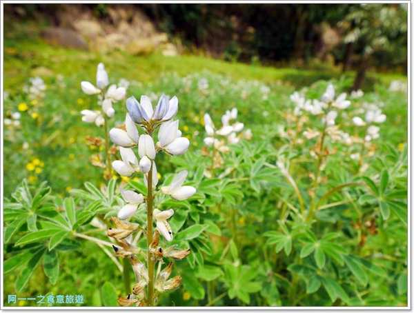 2018戀戀魯冰花：桃園龍潭大北坑社區～2018戀戀魯冰花活動， 夢幻魯冰花海