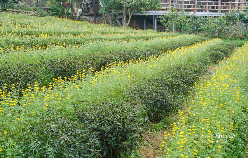 龍潭大北坑魯冰花節