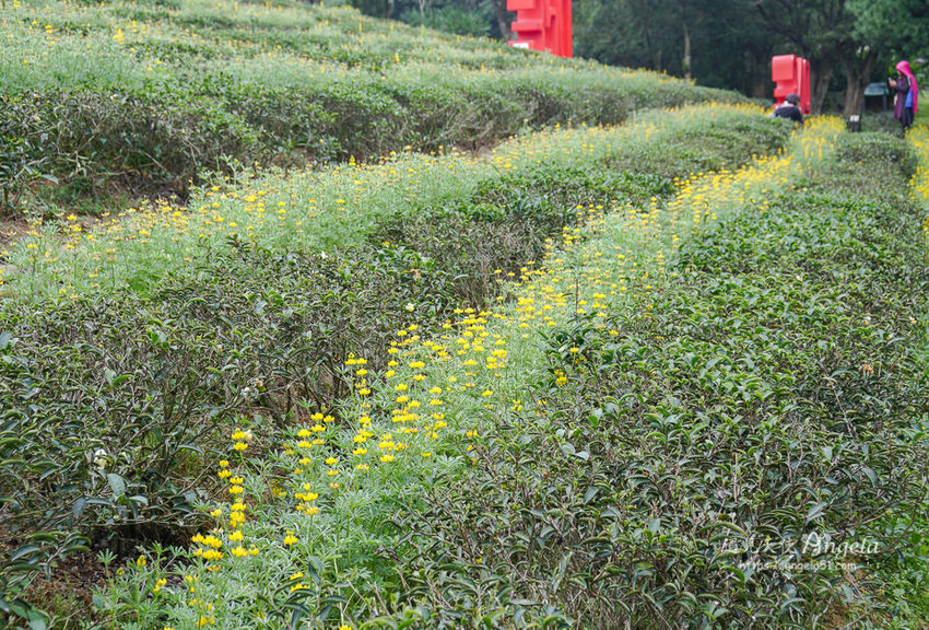 龍潭大北坑魯冰花