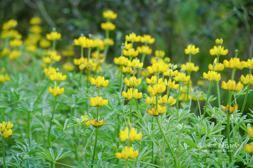 龍潭大北坑魯冰花節