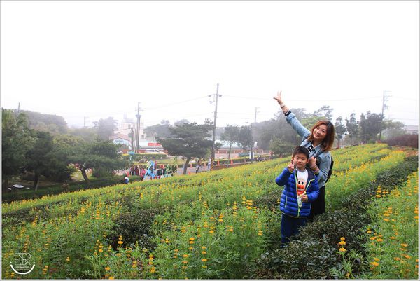 龍潭魯冰花 (36)