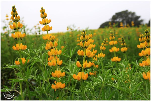 龍潭魯冰花 (45)