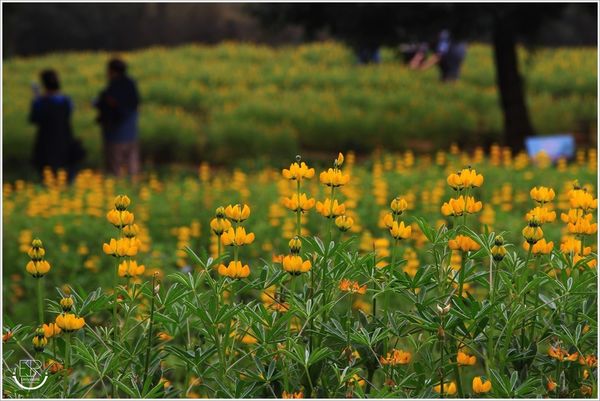 龍潭魯冰花 (48)