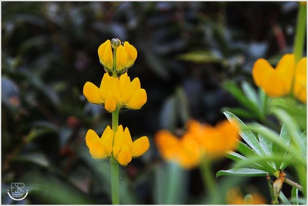 龍潭魯冰花 (35)