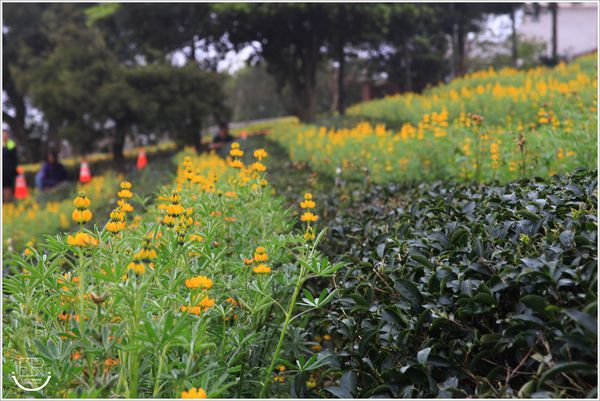 龍潭魯冰花 (38)