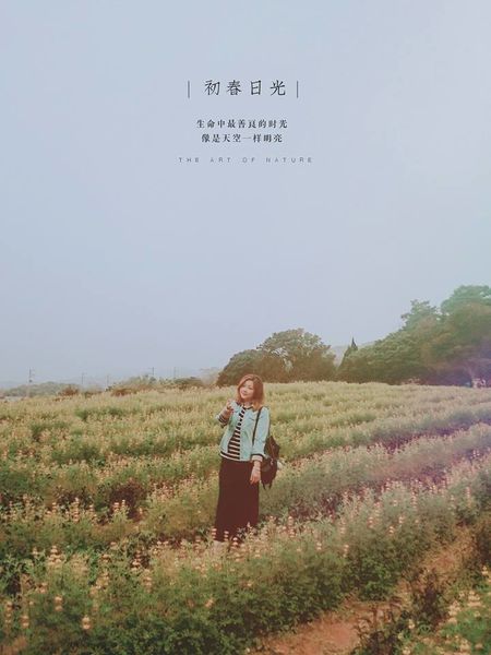 龍潭魯冰花 (28)