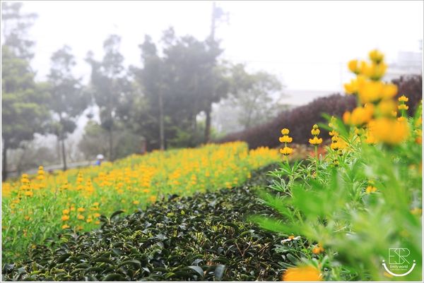 龍潭魯冰花 (34)