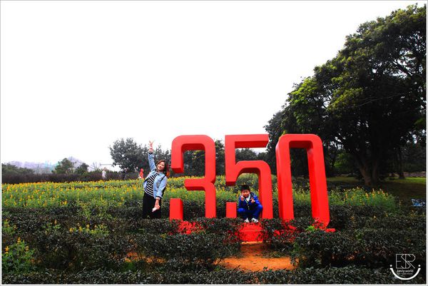 龍潭魯冰花 (37)