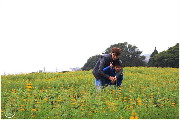 龍潭魯冰花 (44)