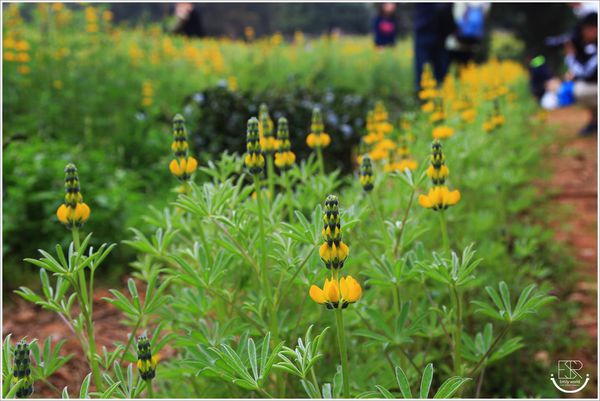 龍潭魯冰花 (42)