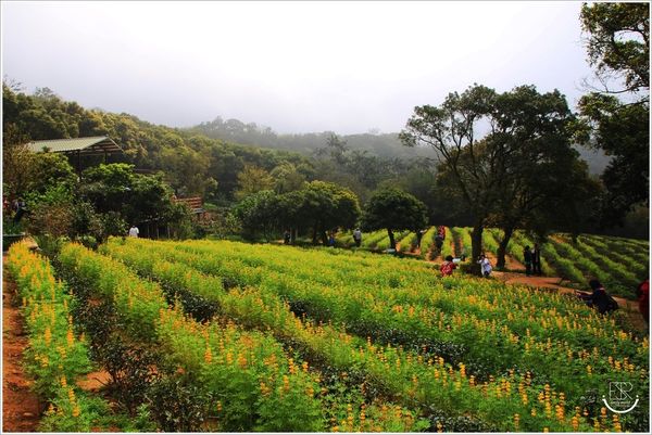 龍潭魯冰花 (49)