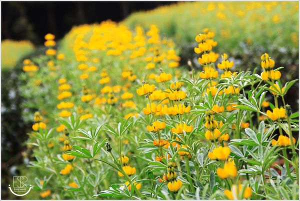 龍潭魯冰花 (40)