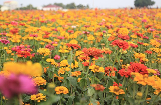 2018 月津港燈節-6