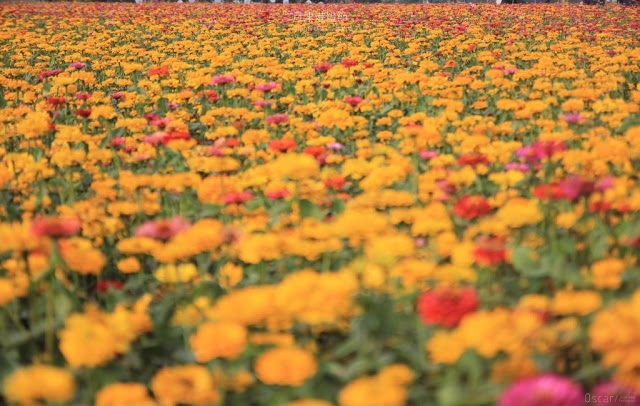 2018 月津港燈節-7