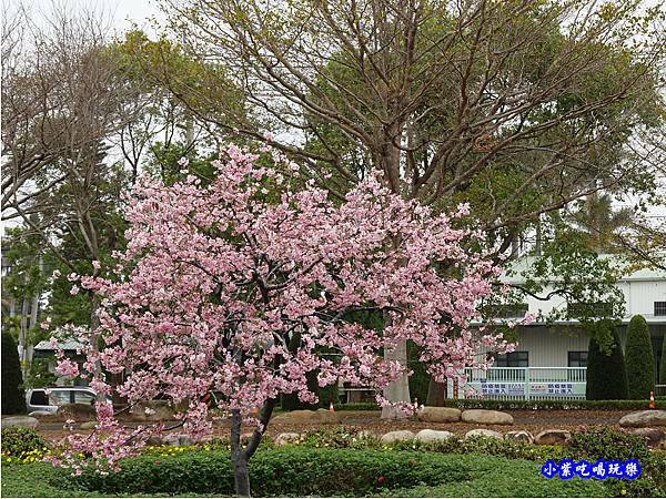 河津櫻-崴立機電櫻花公園.jpg