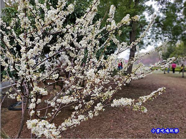 李花-崴立機電櫻花公園.jpg