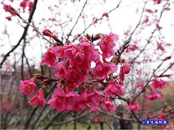 八重櫻-崴立機電櫻花公園 (5).jpg
