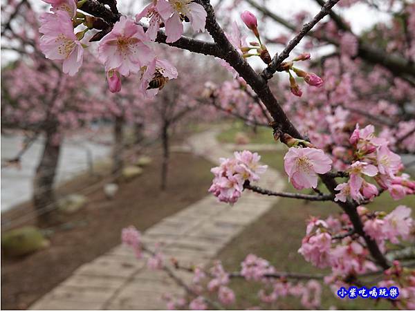 河津櫻-崴立機電櫻花公園 (12).jpg