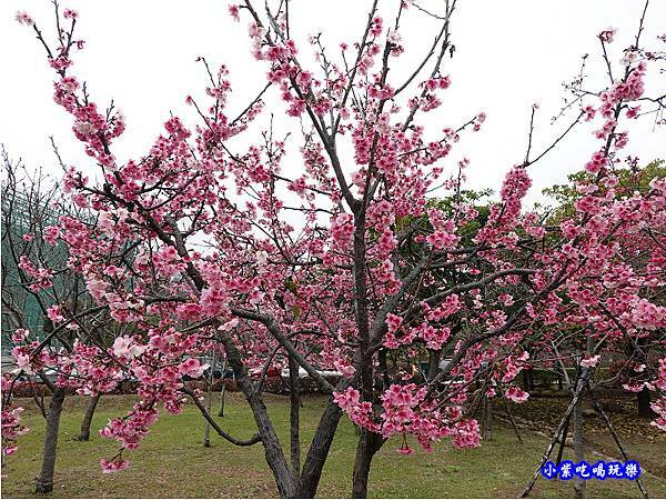 吉野櫻-崴立機電櫻花公園 (3).jpg