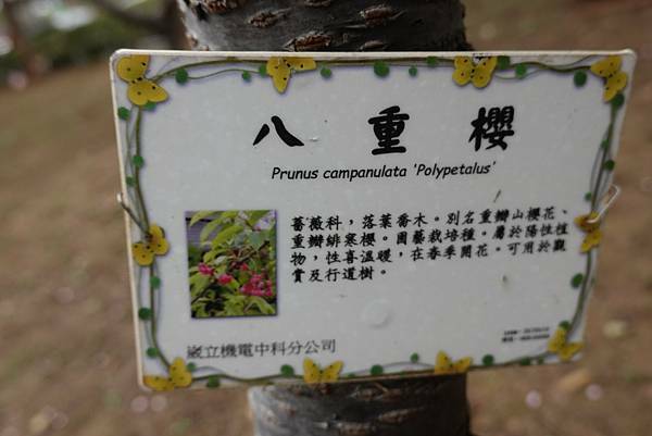 八重櫻-崴立機電櫻花公園 (3).JPG