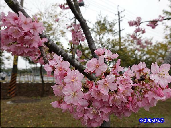 河津櫻-崴立機電櫻花公園 (10).jpg