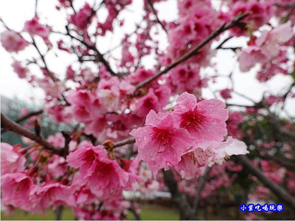 吉野櫻-崴立機電櫻花公園 (1).jpg