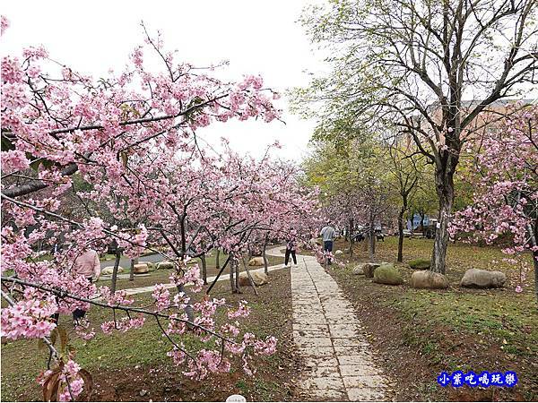 河津櫻-崴立機電櫻花公園 (9).jpg