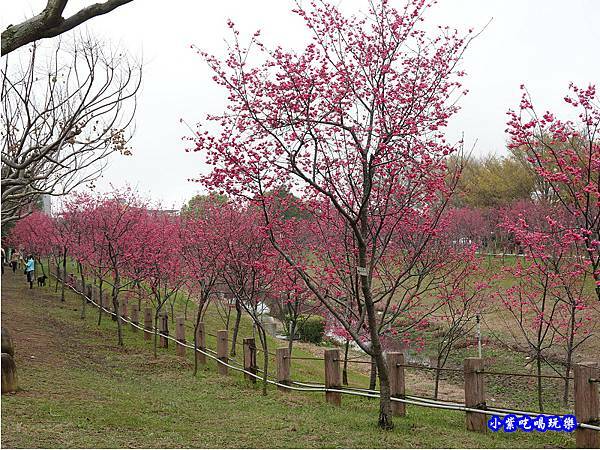 八重櫻-崴立機電櫻花公園 (7).jpg