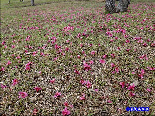 八重櫻-崴立機電櫻花公園 (4).jpg