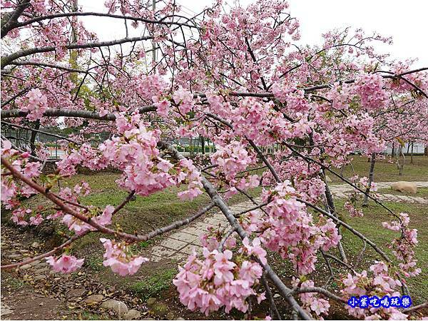 河津櫻-崴立機電櫻花公園 (8).jpg