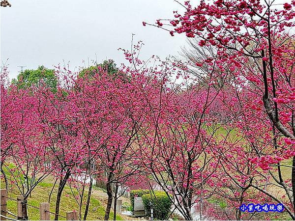 八重櫻-崴立機電櫻花公園 (2).jpg