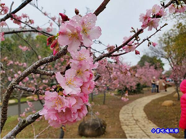 河津櫻-崴立機電櫻花公園 (15).jpg