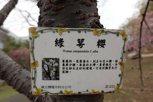 綠萼櫻-崴立機電櫻花公園 (1).JPG