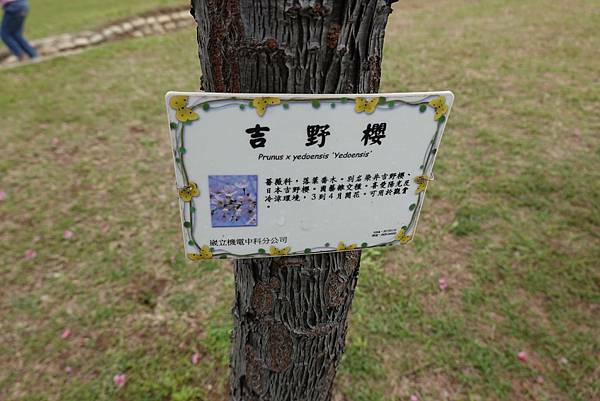 吉野櫻-崴立機電櫻花公園 (2).JPG