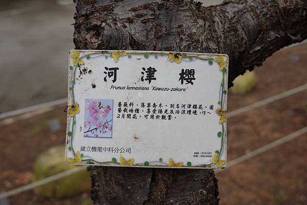 河津櫻-崴立機電櫻花公園 (16).JPG