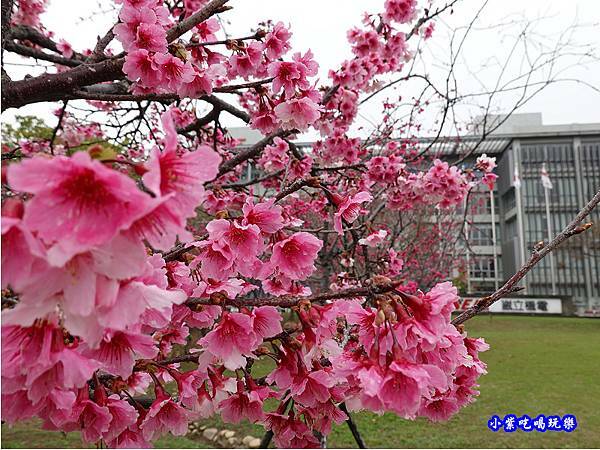 吉野櫻-崴立機電櫻花公園 (4).jpg