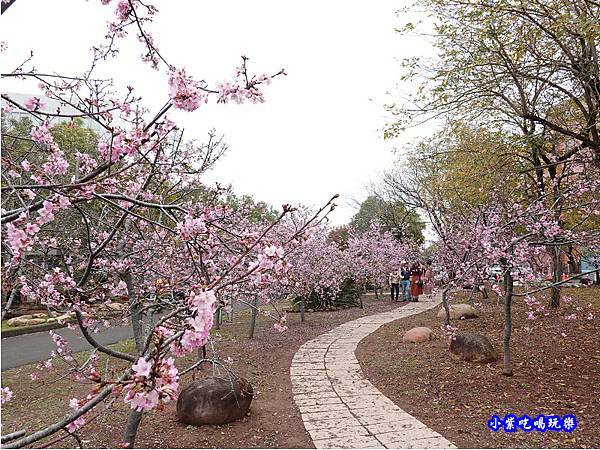 河津櫻-崴立機電櫻花公園 (11).jpg