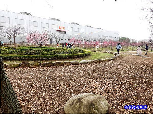 八重櫻-崴立機電櫻花公園 (1).jpg